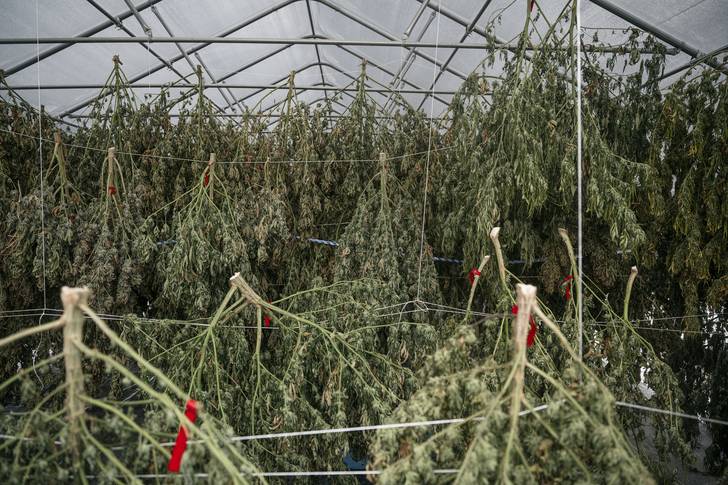 Harvested cannabis hangs to dry in a shaded greenhouse at a farm on Long Island.